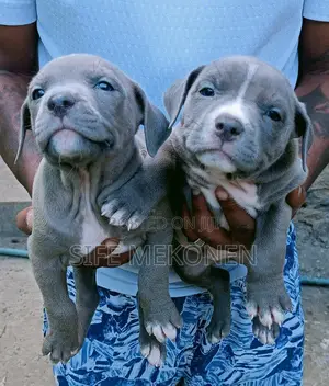 1-3 months Male Purebred American Pit Bull Terrier