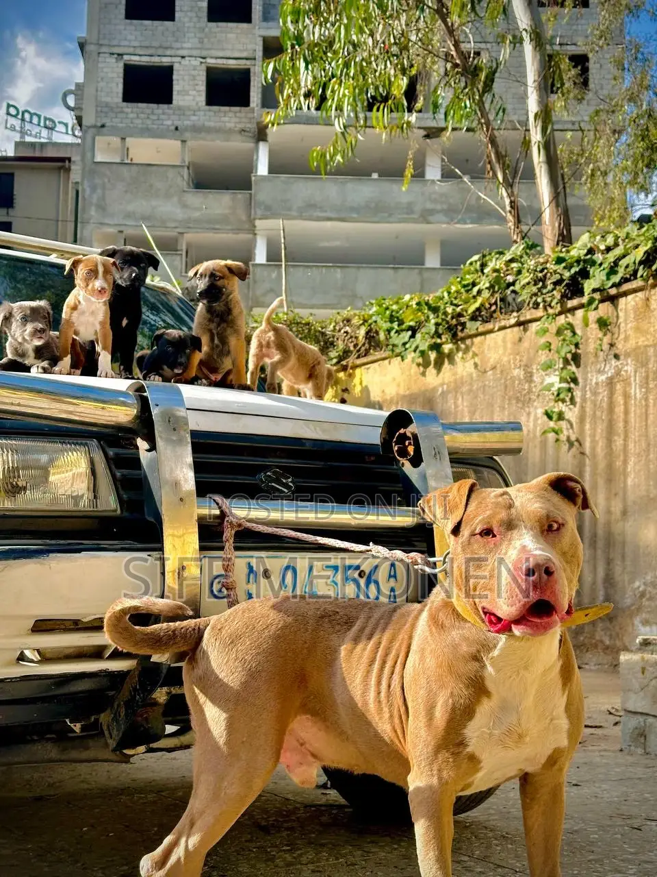 1-3 months Male Purebred American Pit Bull Terrier