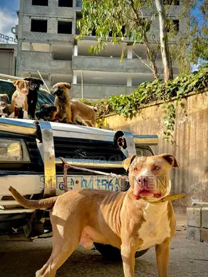 1-3 months Male Purebred American Pit Bull Terrier