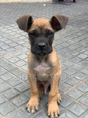 1-3 months Male Purebred Cane Corso