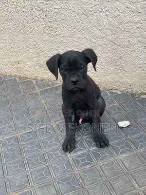 1-3 months Male Purebred Cane Corso