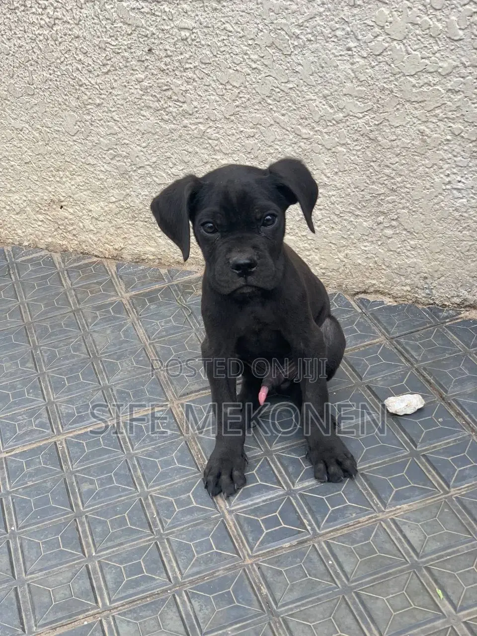 1-3 months Male Purebred Cane Corso