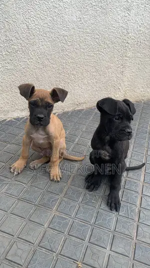 1-3 months Male Purebred Cane Corso