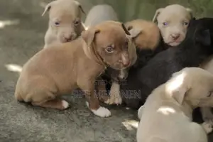 1-3 months Male Purebred American Pit Bull Terrier