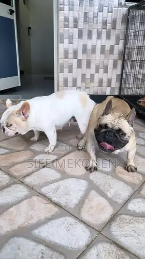 1-3 months Male Purebred American Bulldog