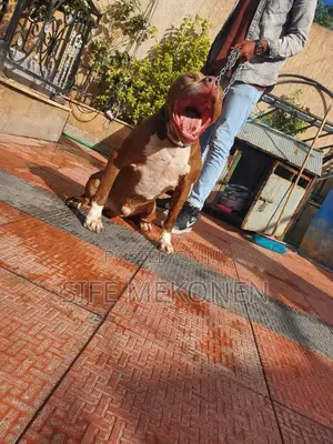 1-3 months Male Purebred American Pit Bull Terrier