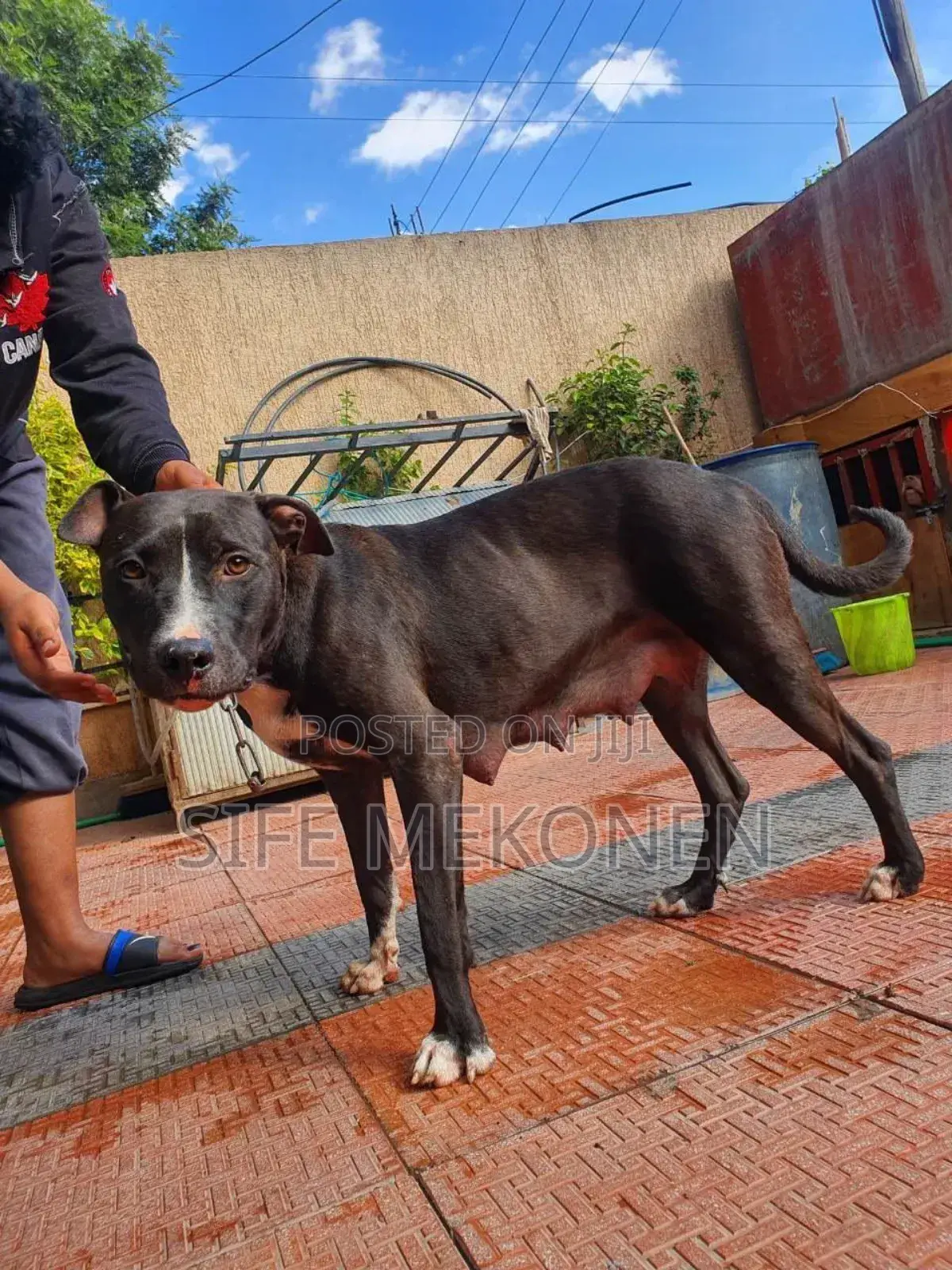1-3 months Male Purebred American Pit Bull Terrier