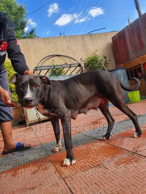 1-3 months Male Purebred American Pit Bull Terrier
