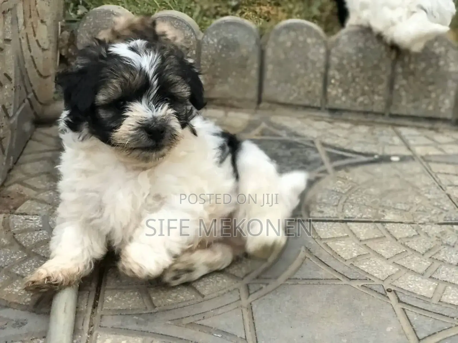 1-3 months Male Purebred Maltese