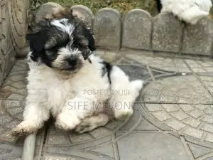 1-3 months Male Purebred Maltese
