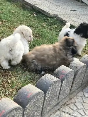 1-3 months Male Purebred Maltese