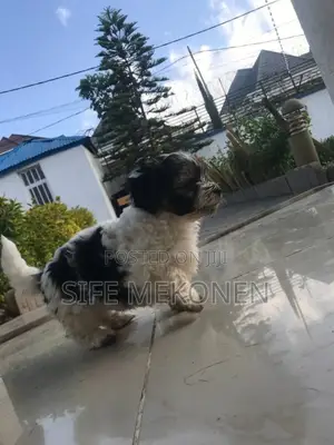 1-3 months Male Purebred Maltese