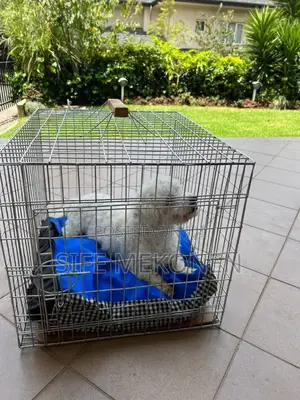 1-3 months Male Purebred Maltese