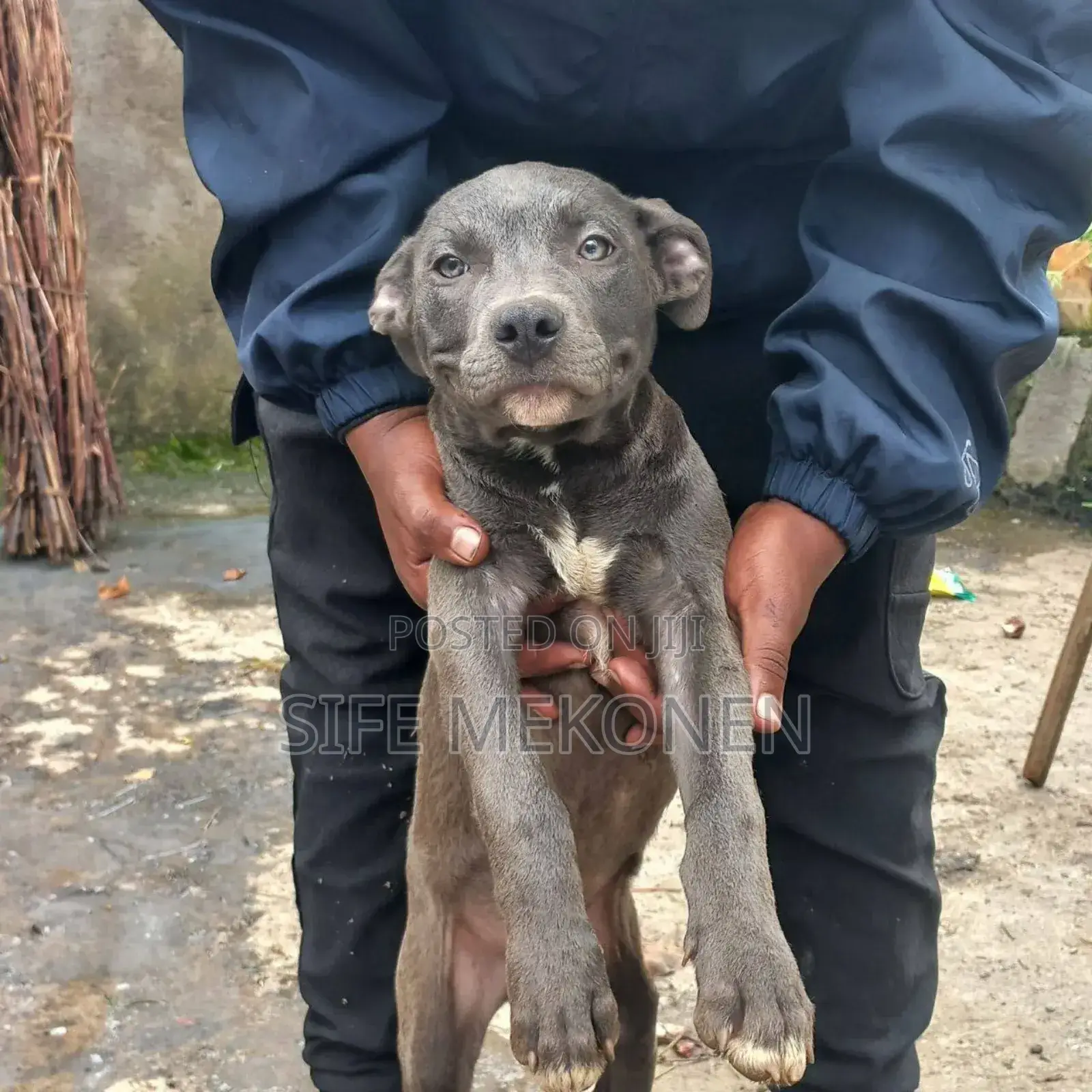 1-3 months Male Purebred American Pit Bull Terrier