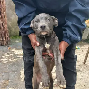 1-3 months Male Purebred American Pit Bull Terrier