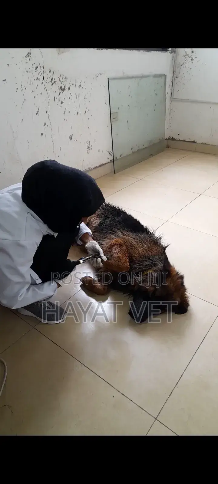 Doctor of Animals.Vaccination,Treatment , Grooming Services,