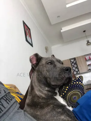 1-3 months Male Purebred American Pit Bull Terrier