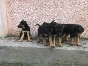 1-3 months Male Purebred German Shepherd