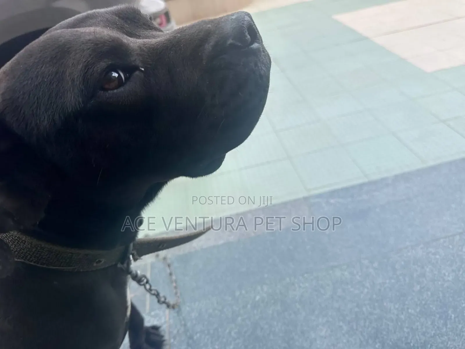 1-3 months Male Purebred American Pit Bull Terrier