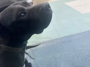 1-3 months Male Purebred American Pit Bull Terrier