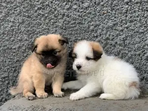 1-3 months Male Mixed Breed Pomeranian