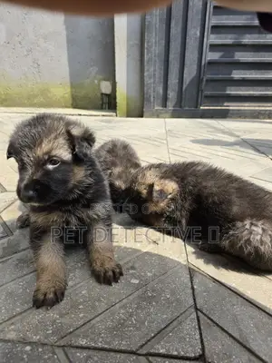 1-3 months Male Purebred German Shepherd