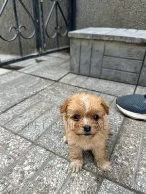1-3 months Male Purebred Maltese