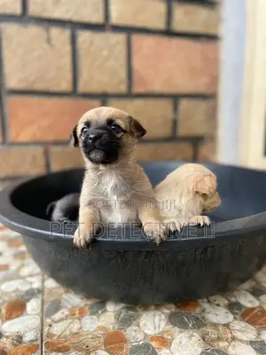 1-3 months Male Purebred Maltese