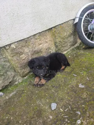 1-3 months Male Purebred German Shepherd