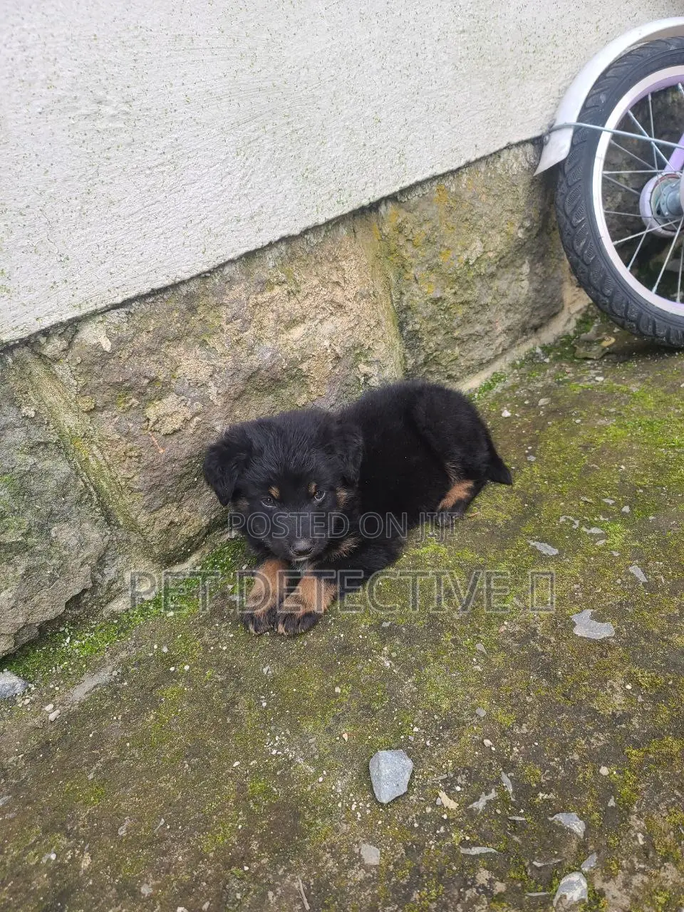 1-3 months Male Purebred German Shepherd