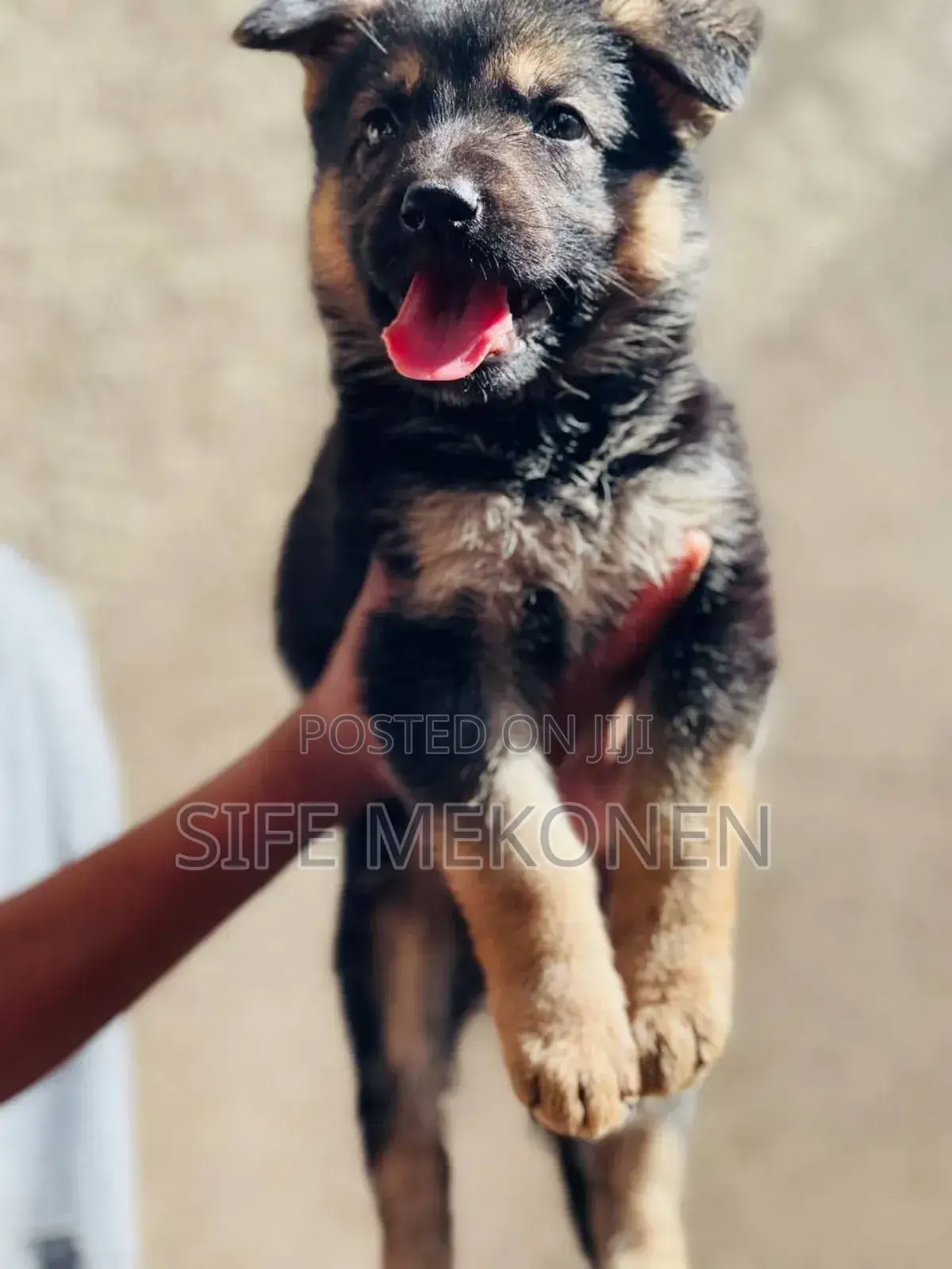 1-3 months Male Purebred German Shepherd