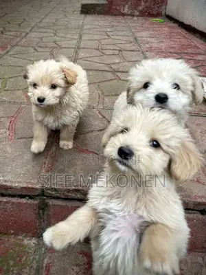1-3 months Male Purebred Maltese