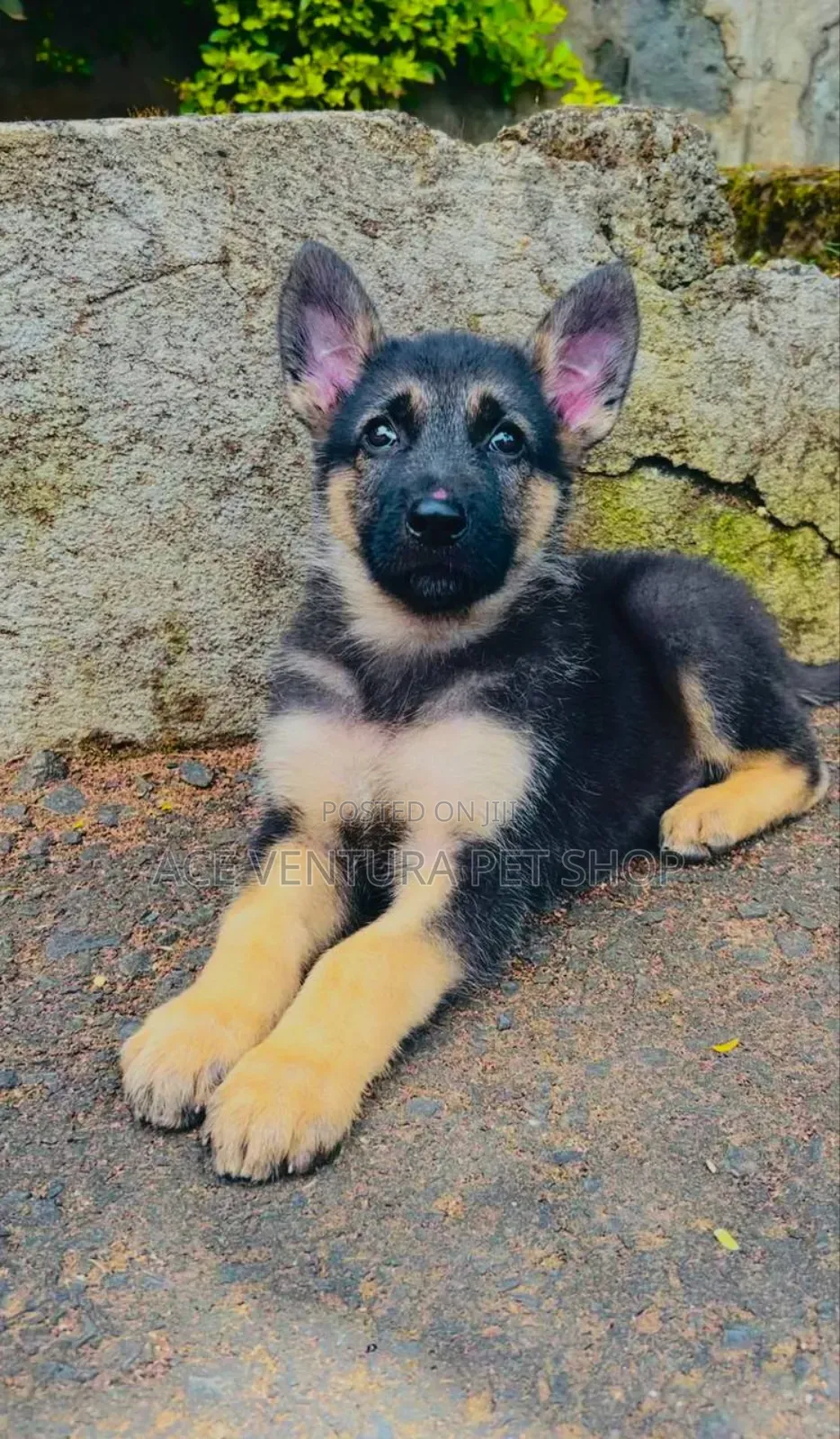 1-3 months Male Purebred German Shepherd