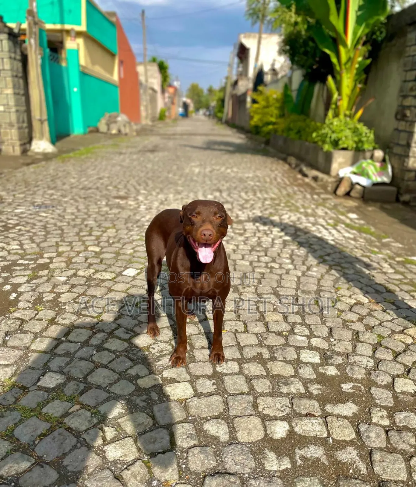 1-3 months Male Purebred American Pit Bull Terrier