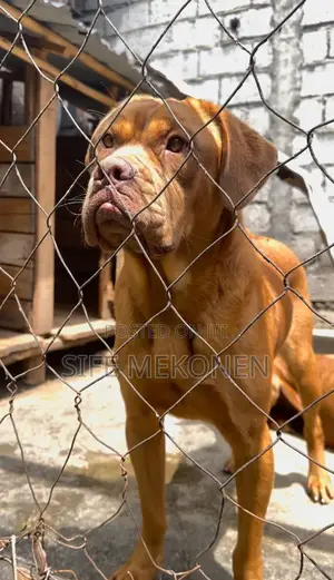1-3 months Female Purebred Bullmastiff