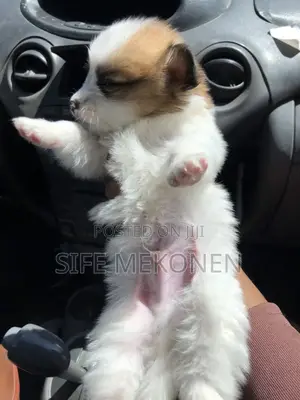1-3 months Male Purebred Maltese