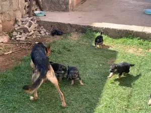 1-3 months Male Purebred German Shepherd