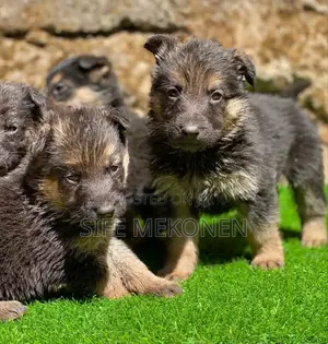 1-3 months Male Purebred German Shepherd
