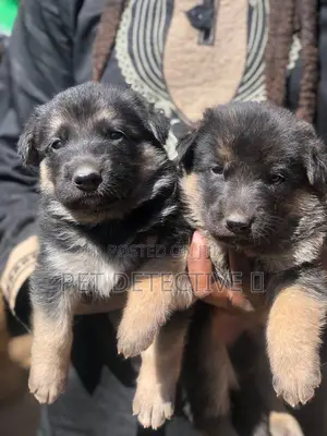 1-3 months Male Purebred German Shepherd