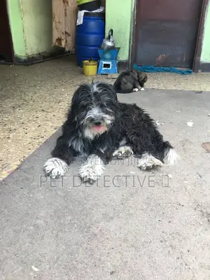 1-3 months Male Purebred Shih Tzu
