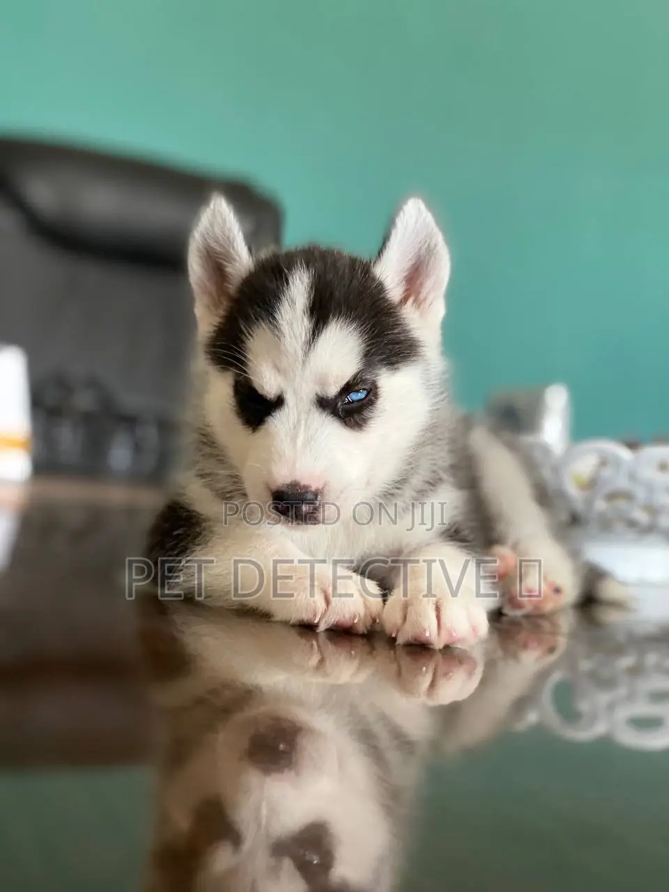 1-3 months Male Purebred Siberian Husky