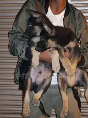 1-3 months Male Purebred German Shepherd