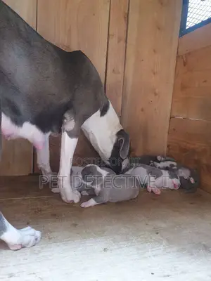 1-3 months Male Purebred American Pit Bull Terrier