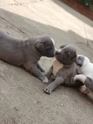 1-3 months Male Purebred American Pit Bull Terrier