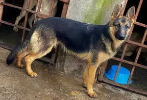 6-12 months Male Purebred German Shepherd