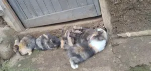 Rabbit Brown Mix
