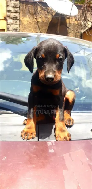 1-3 months Male Purebred Doberman Pinscher