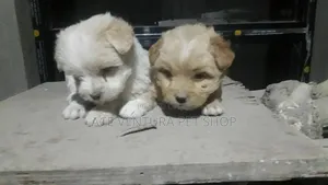 1-3 months Male Purebred Maltese