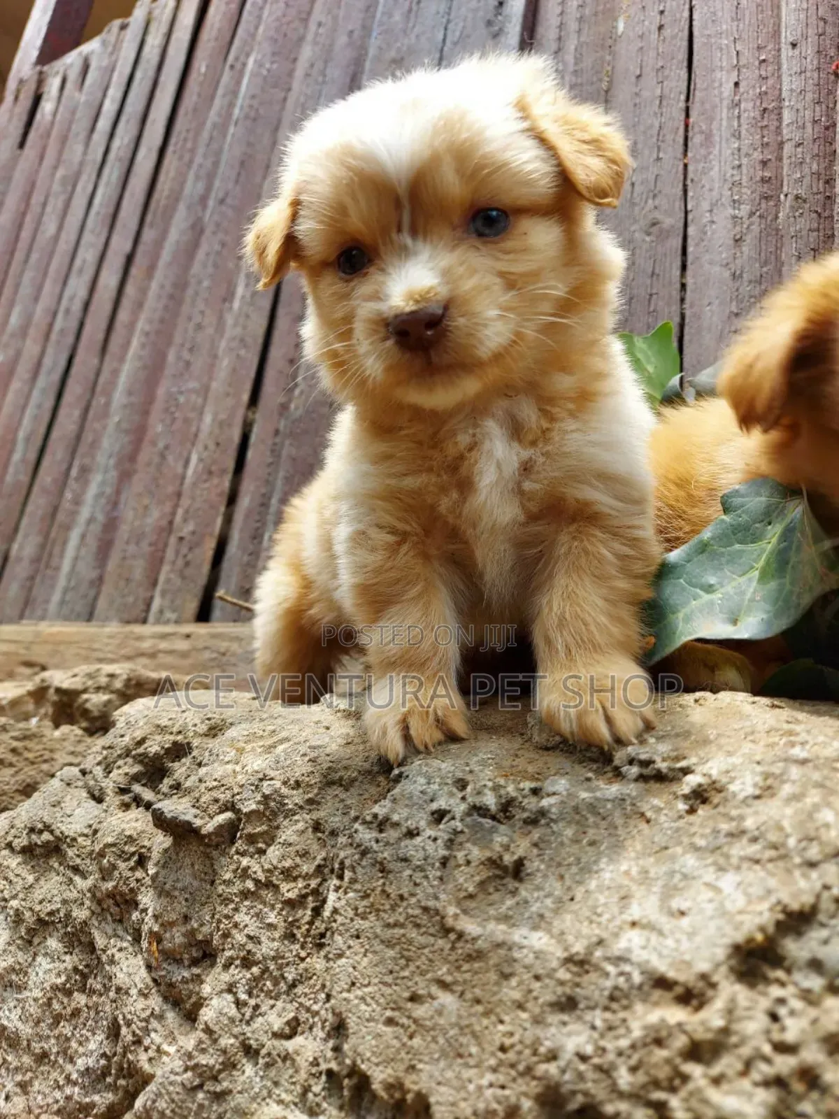 1-3 months Male Purebred Maltese Shih Tzu