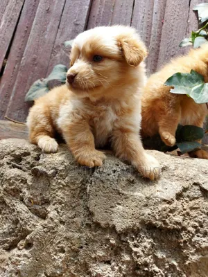 1-3 months Male Purebred Maltese Shih Tzu